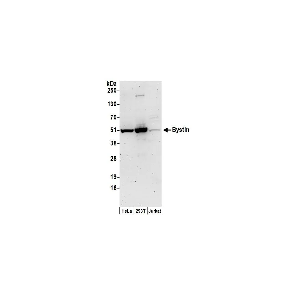 Rabbit anti-Bystin Antibody, Affinity Purified