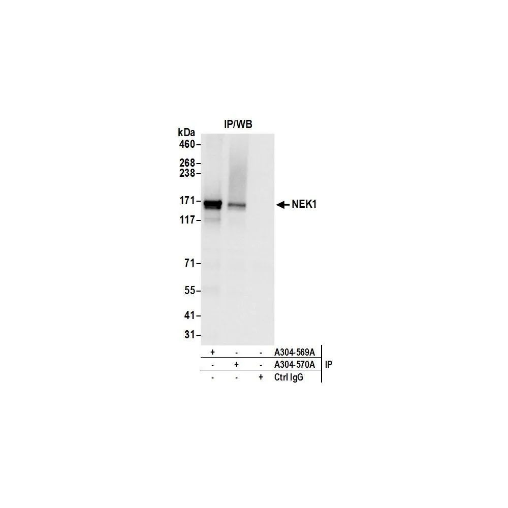 Rabbit anti-NEK1 Antibody, Affinity Purified