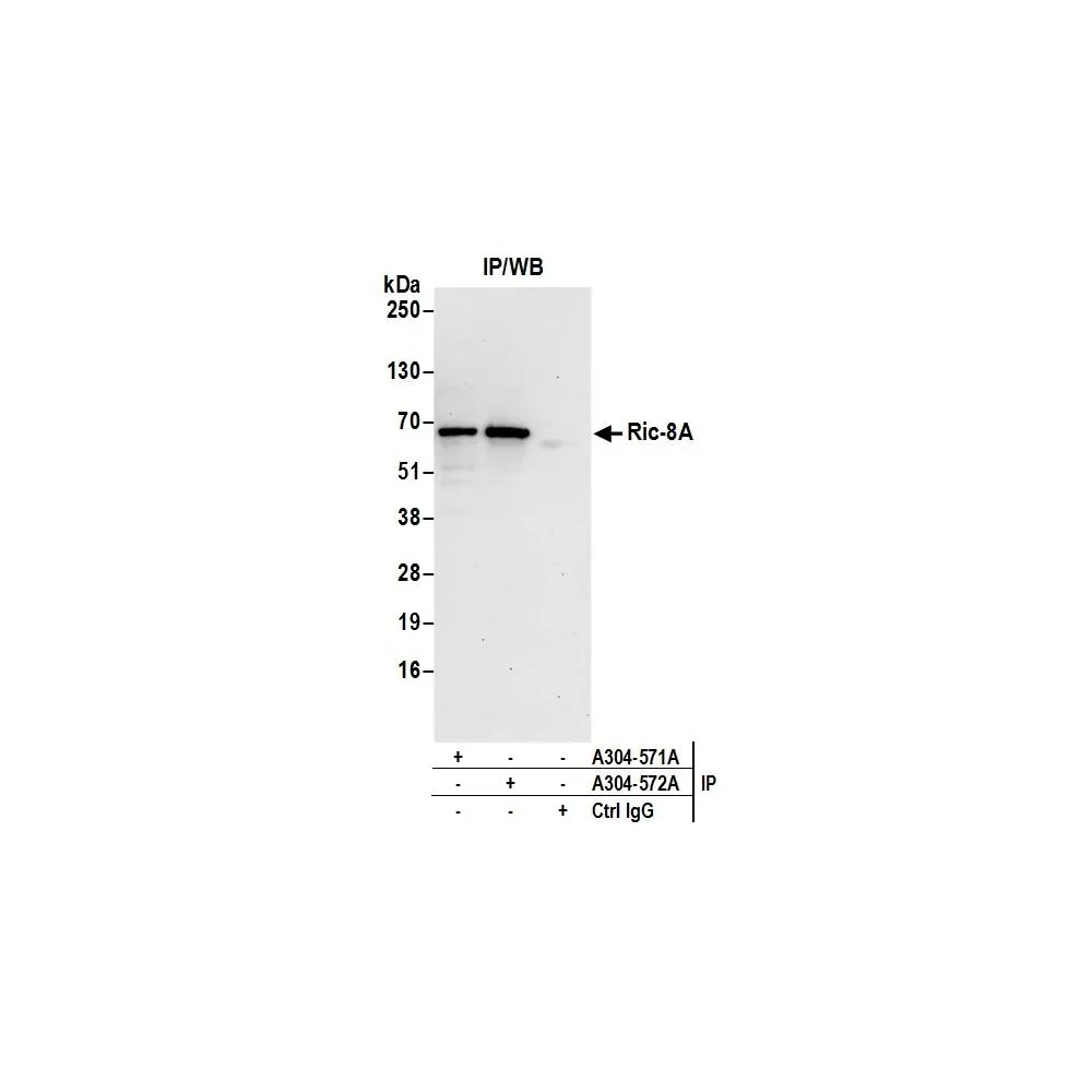 Rabbit anti-Ric-8A Antibody, Affinity Purified
