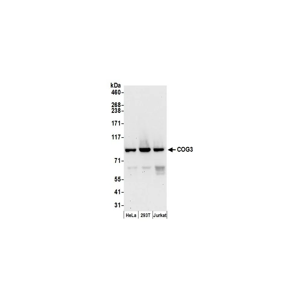 Rabbit anti-COG3 Antibody, Affinity Purified