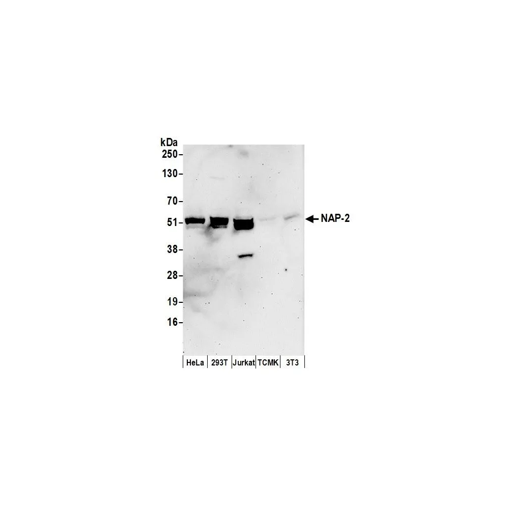 Rabbit anti-NAP-2 Antibody, Affinity Purified