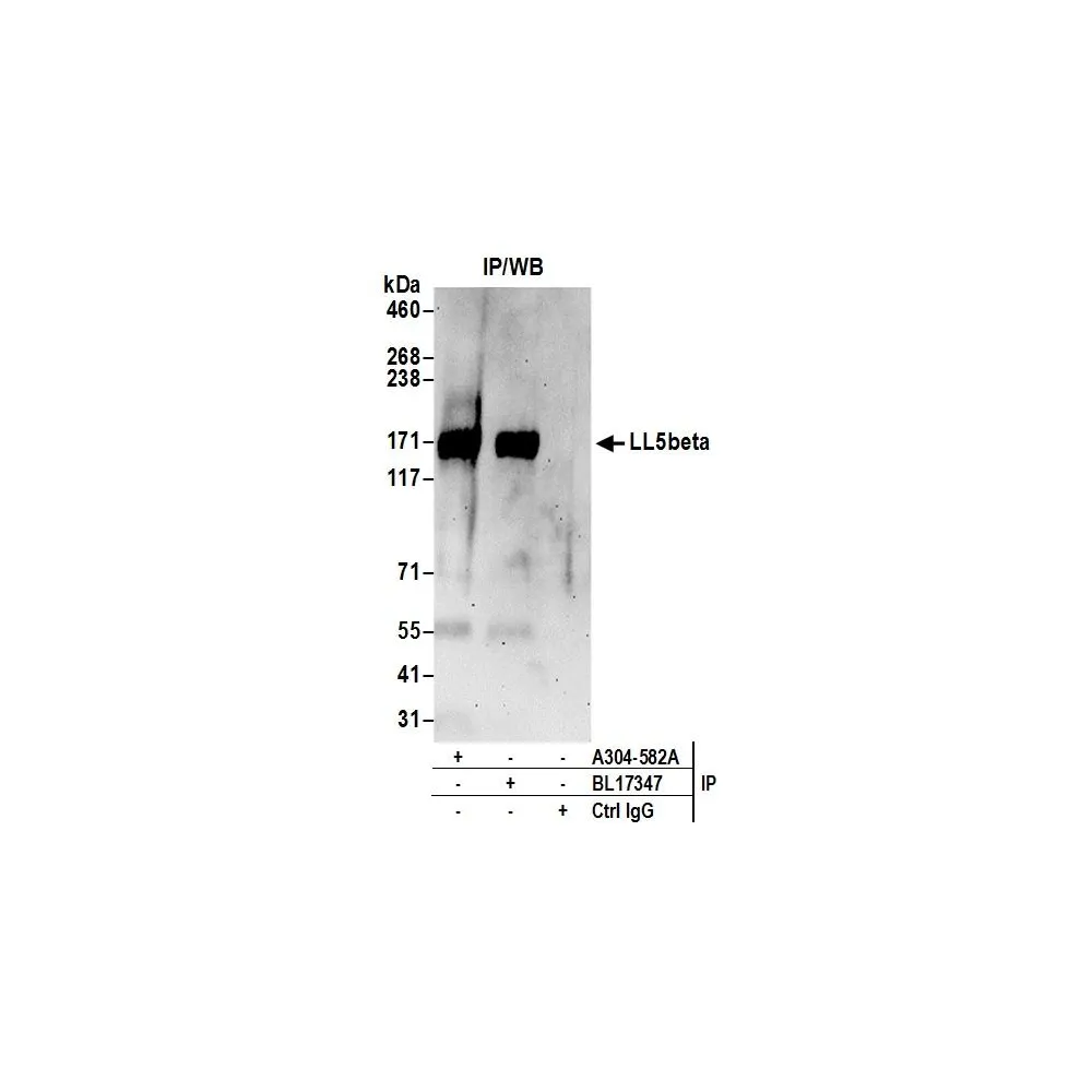 Rabbit anti-LL5beta Antibody, Affinity Purified