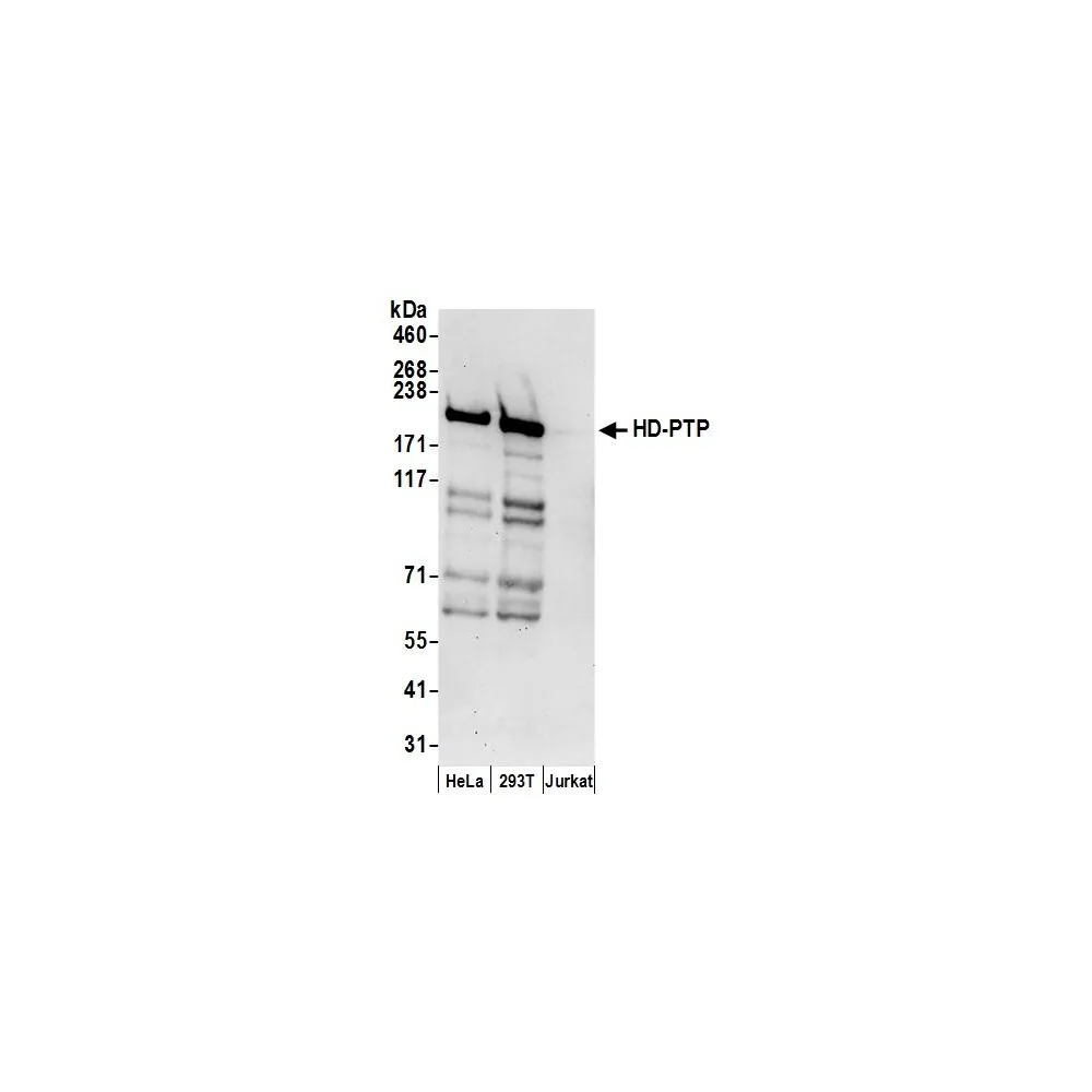Rabbit anti-HD-PTP Antibody, Affinity Purified