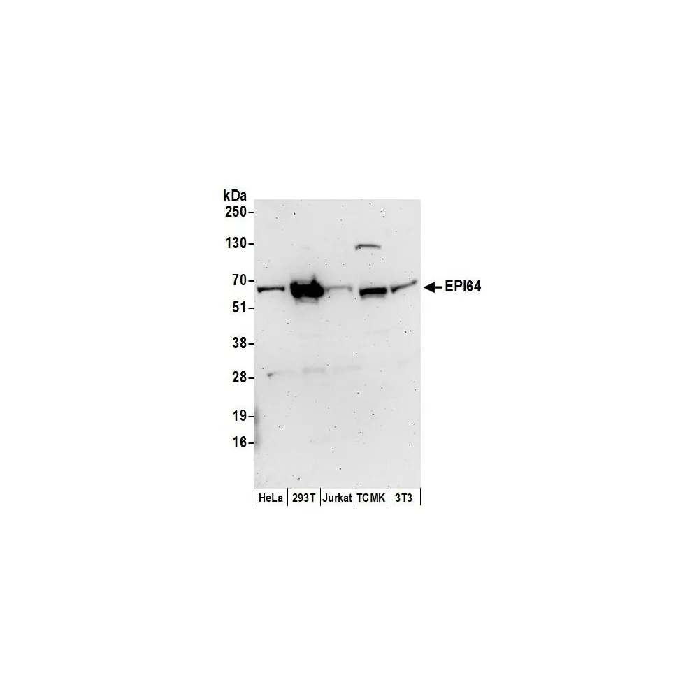 Rabbit anti-EPI64 Antibody, Affinity Purified