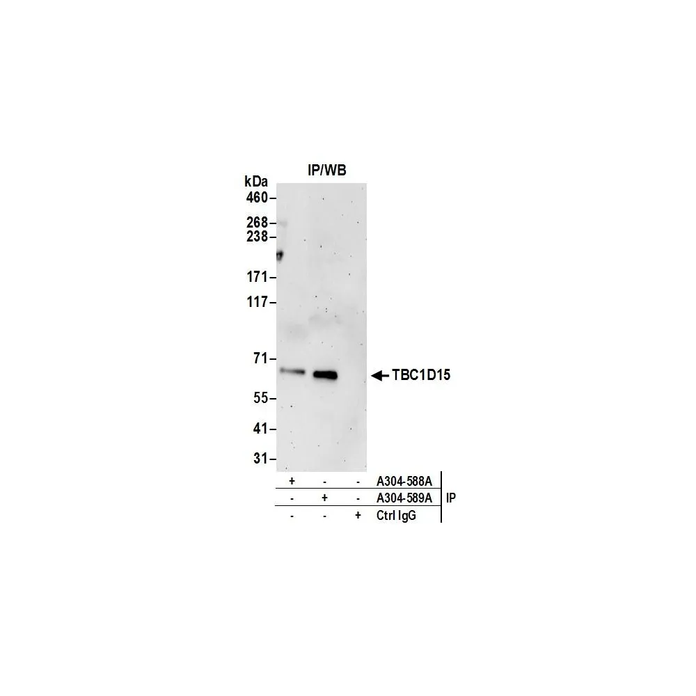 Rabbit anti-TBC1D15 Antibody, Affinity Purified