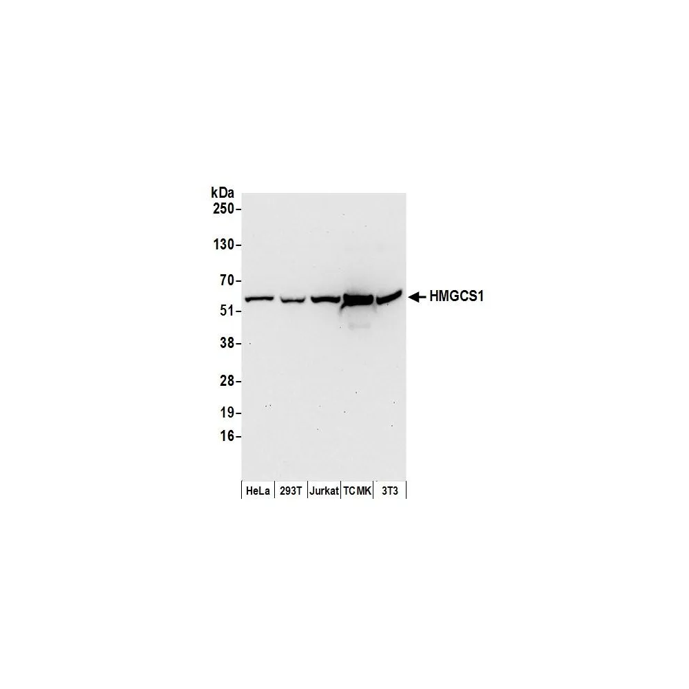 Rabbit anti-HMGCS1 Antibody, Affinity Purified