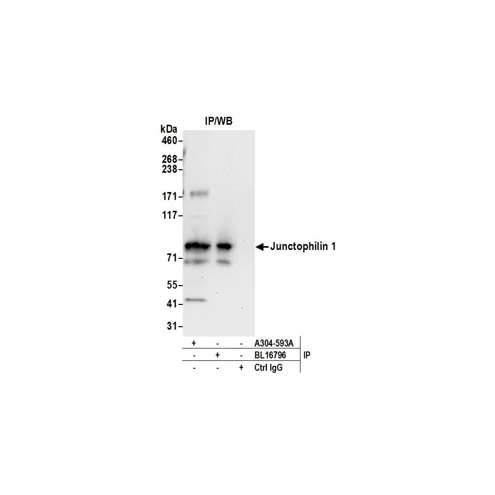 Rabbit anti-Junctophilin 1 Antibody, Affinity Purified