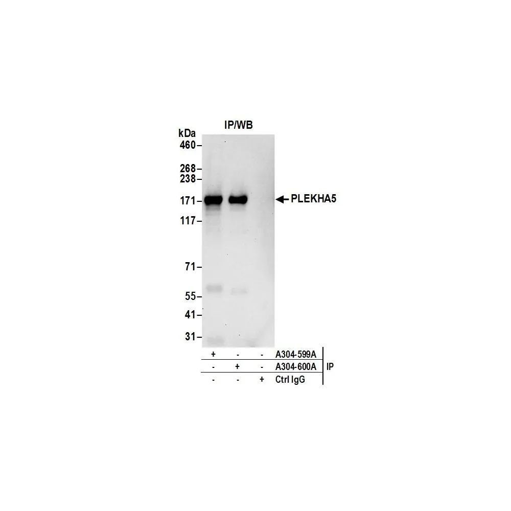 Rabbit anti-PLEKHA5 Antibody, Affinity Purified
