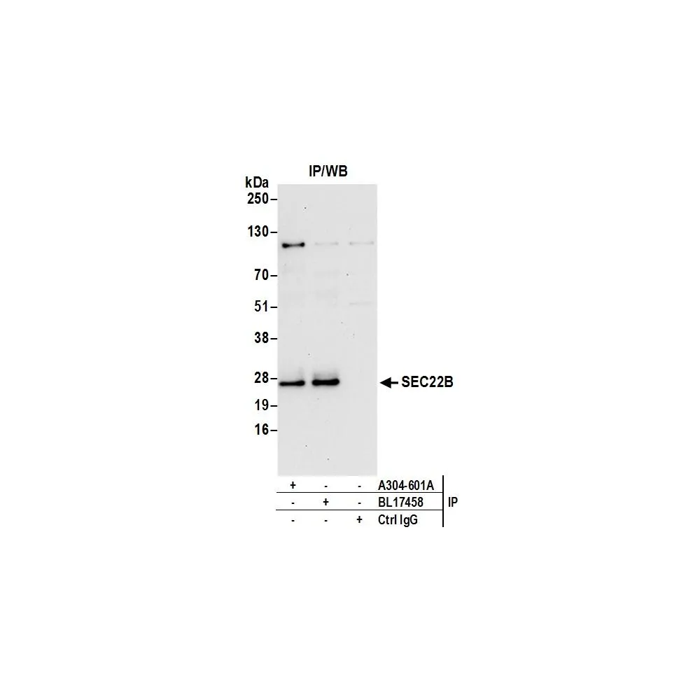 Rabbit anti-SEC22B Antibody, Affinity Purified