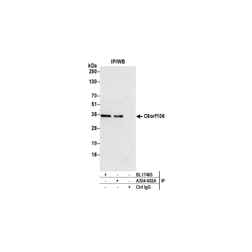 Rabbit anti-C6orf106 Antibody, Affinity Purified