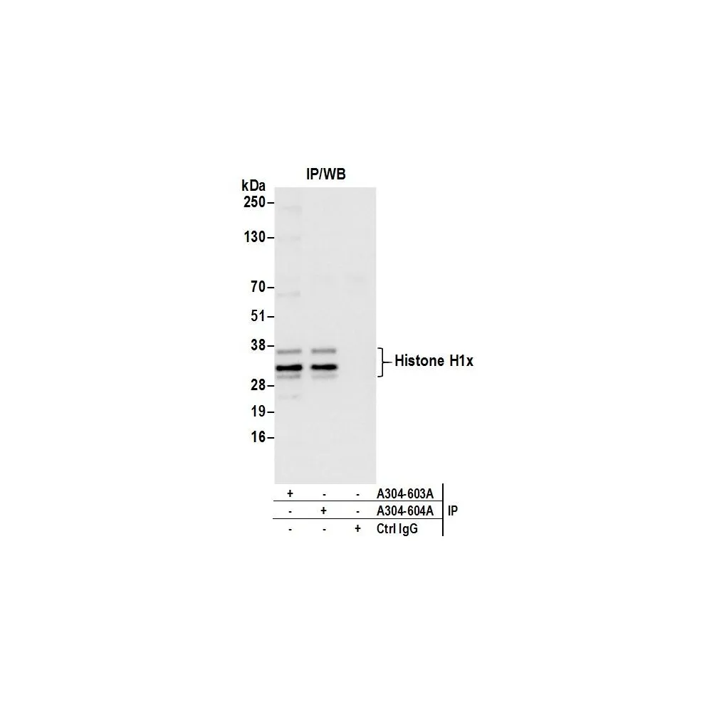 Rabbit anti-Histone H1x Antibody, Affinity Purified