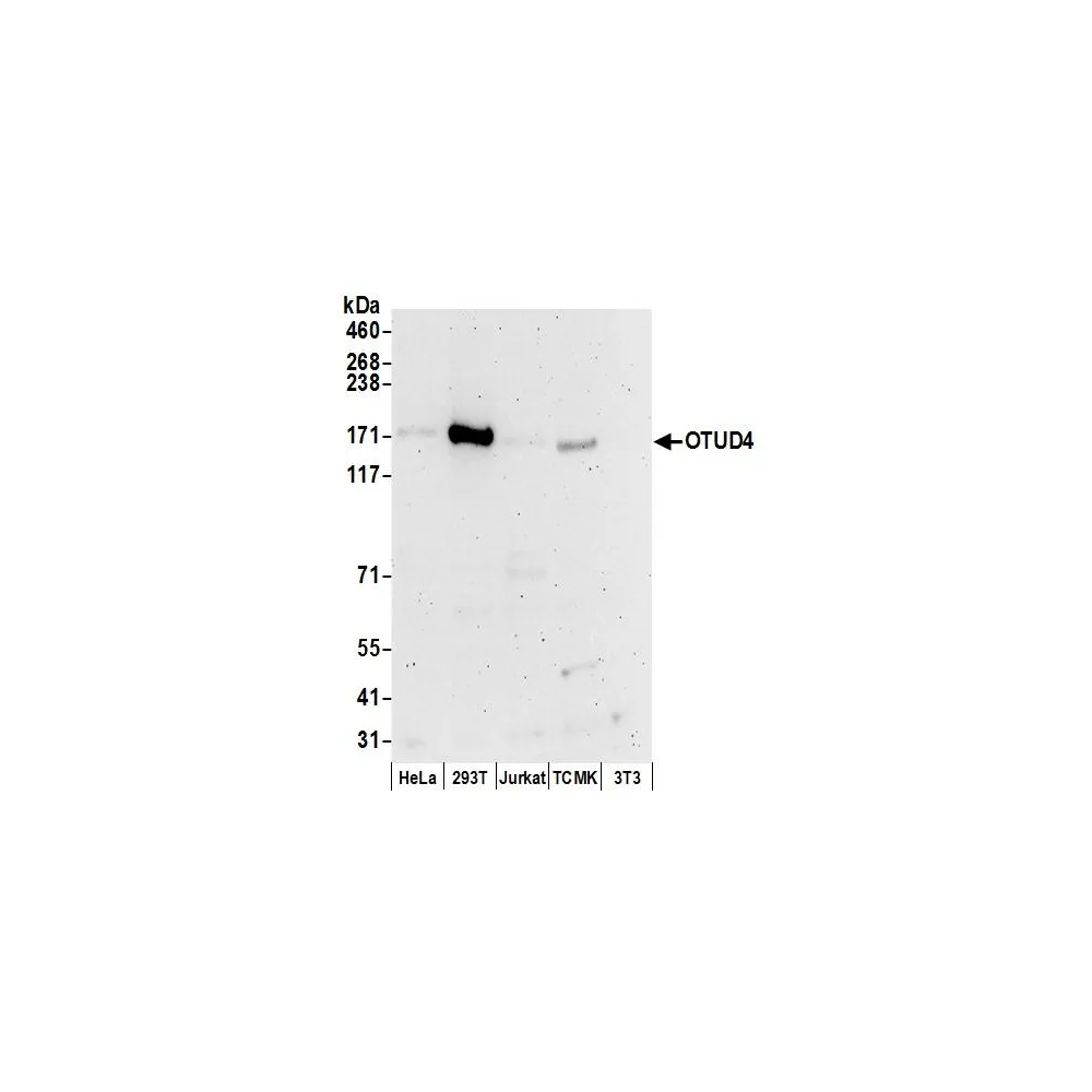 Rabbit anti-OTUD4 Antibody, Affinity Purified