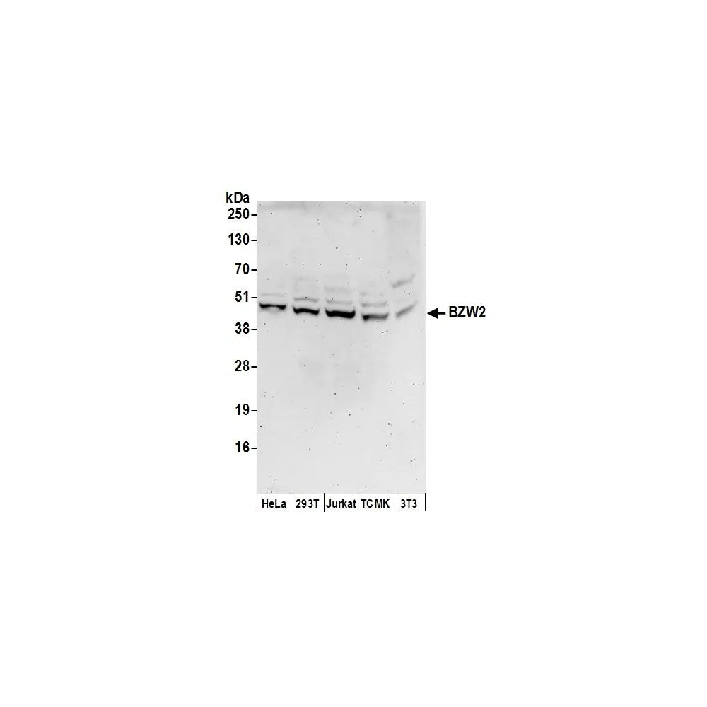 Rabbit anti-BZW2 Antibody, Affinity Purified