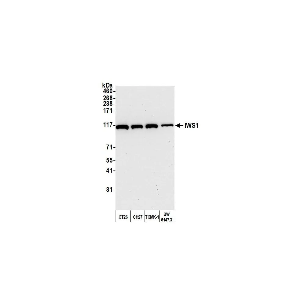 Rabbit anti-IWS1 Antibody, Affinity Purified