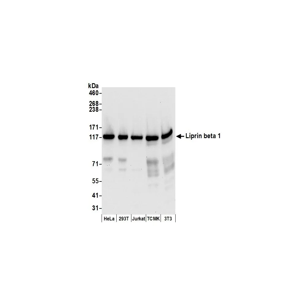 Rabbit anti-Liprin beta 1 Antibody, Affinity Purified