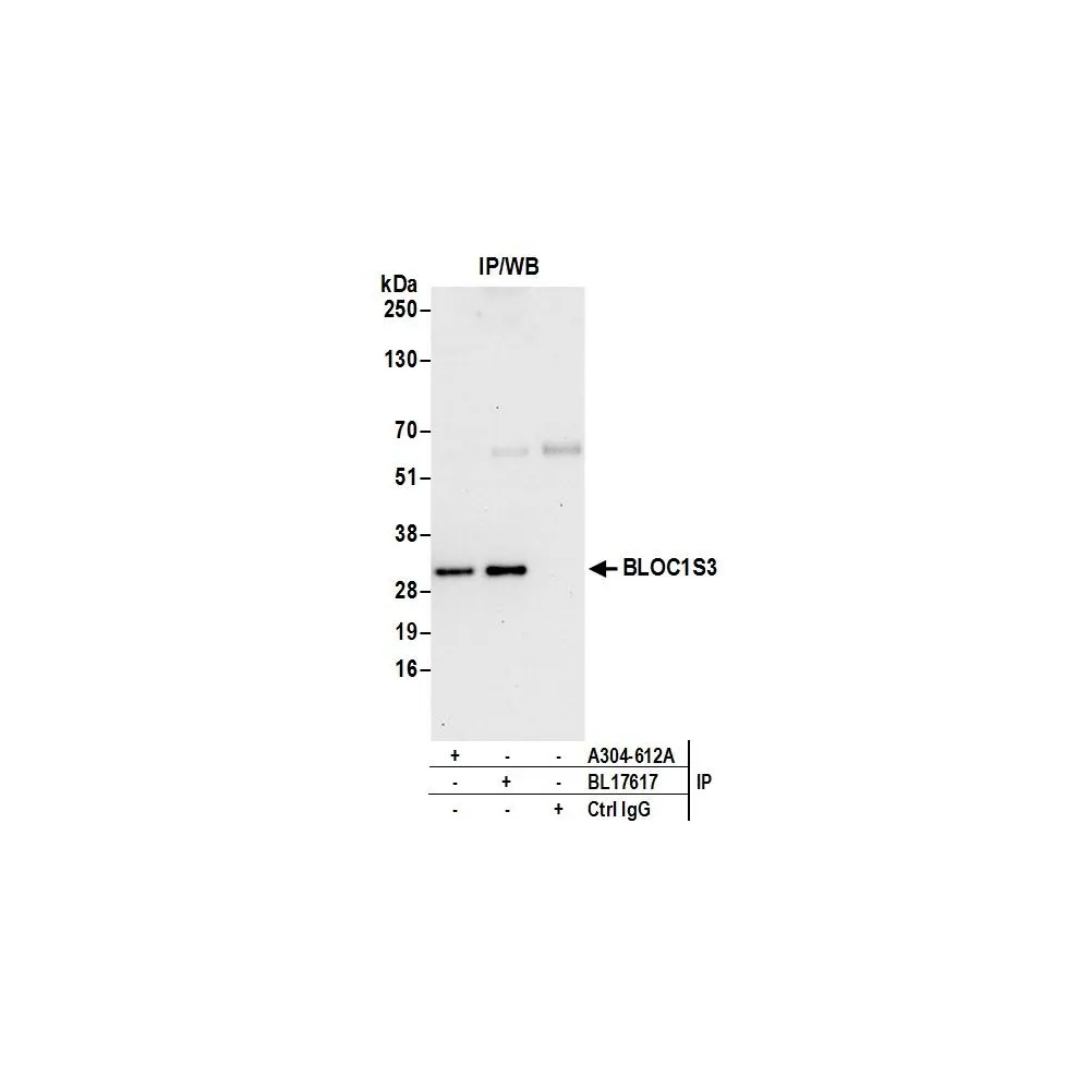 Rabbit antiOC1S3 Antibody, Affinity Purified