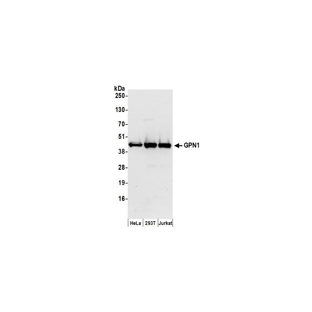 Rabbit anti-GPN1 Antibody, Affinity Purified