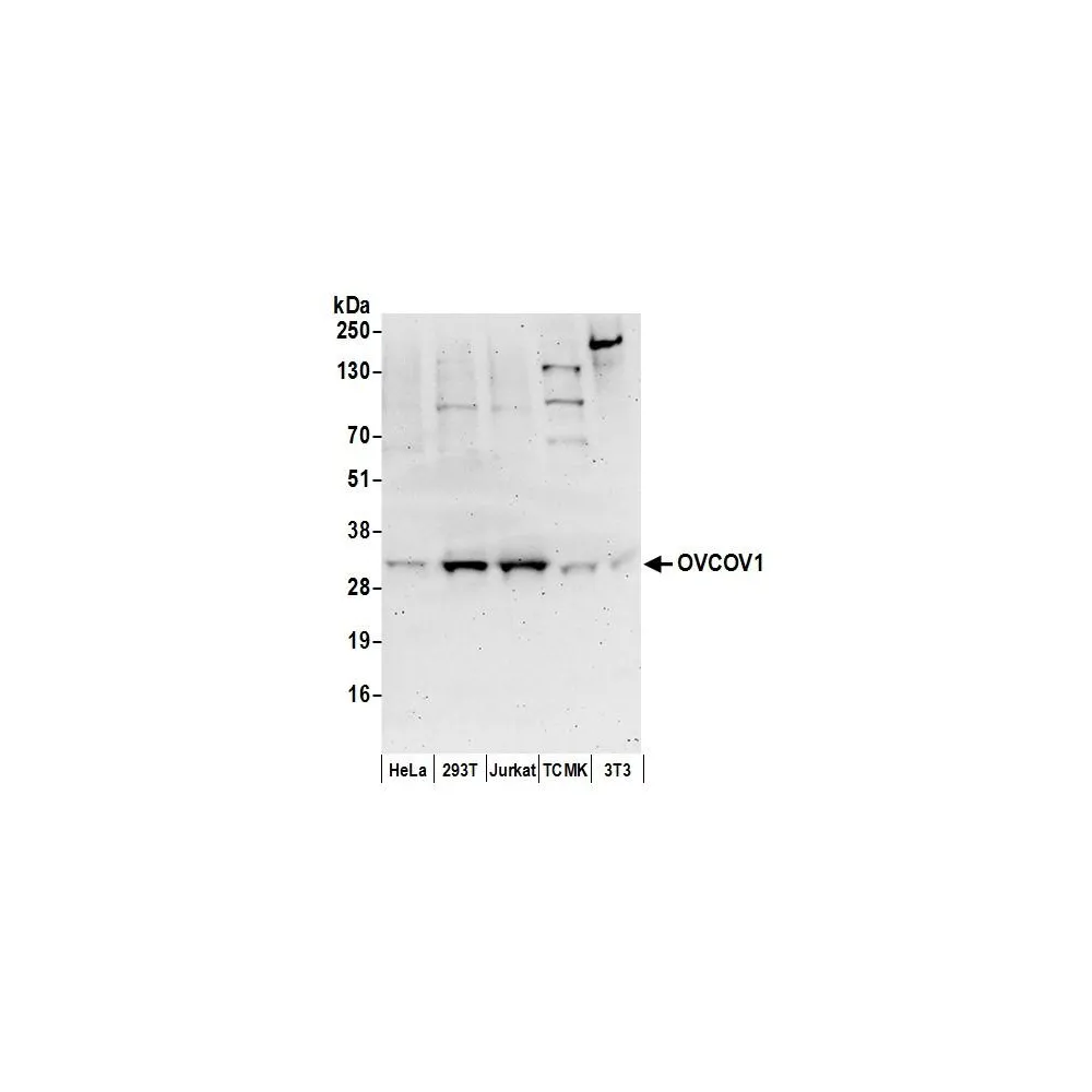 Rabbit anti-OVCOV1 Antibody, Affinity Purified