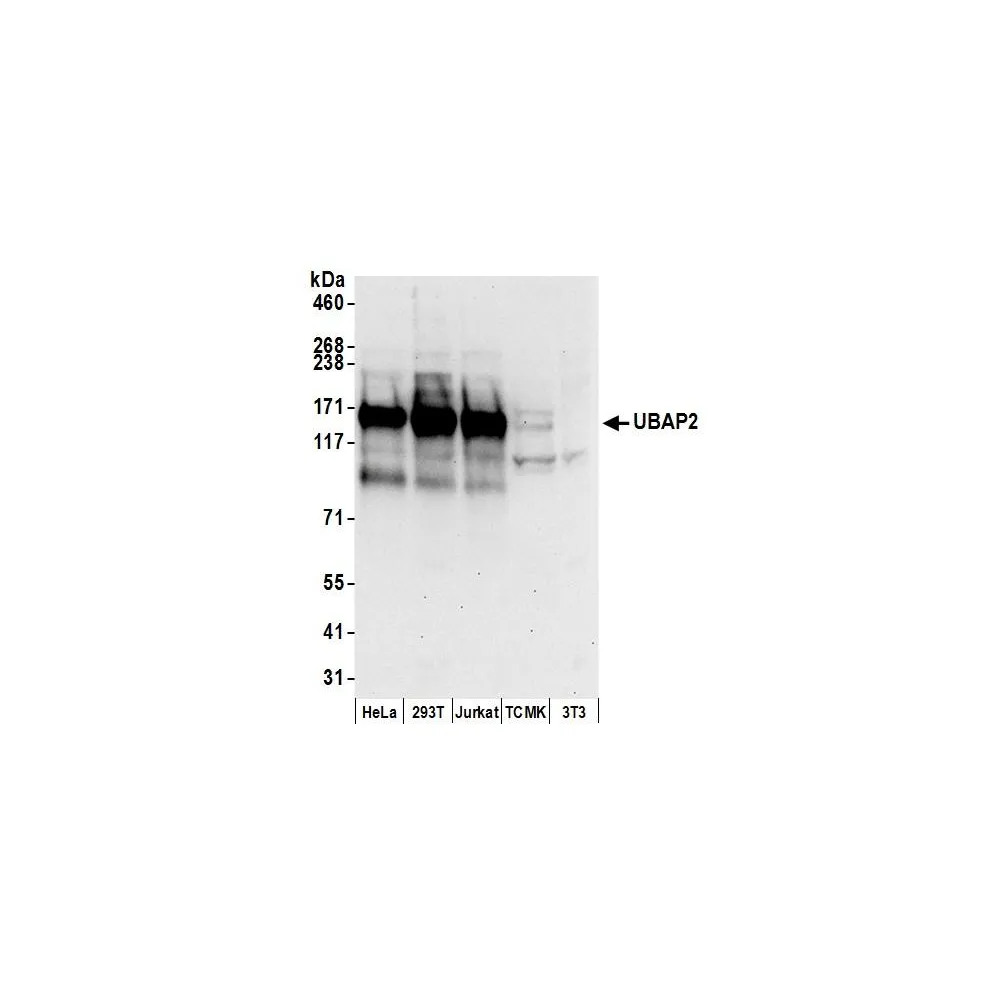 Rabbit anti-UBAP2 Antibody, Affinity Purified