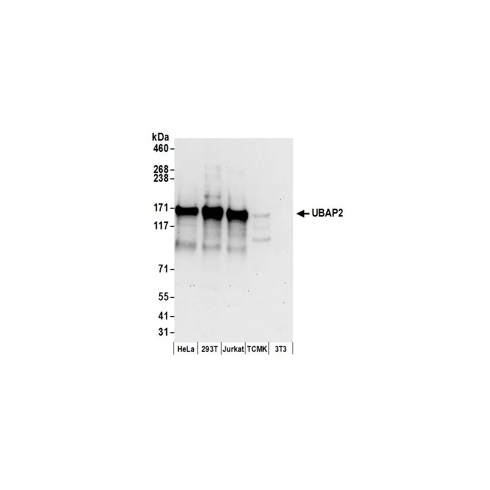 Rabbit anti-UBAP2 Antibody, Affinity Purified