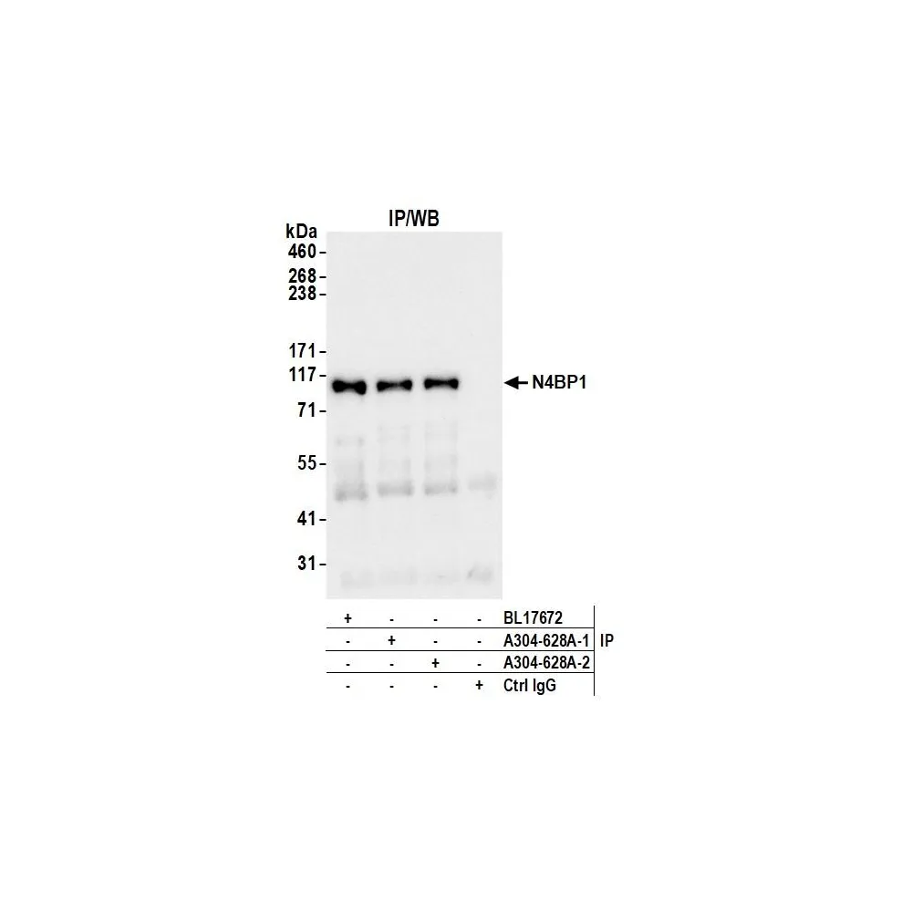 Rabbit anti-N4BP1 Antibody, Affinity Purified