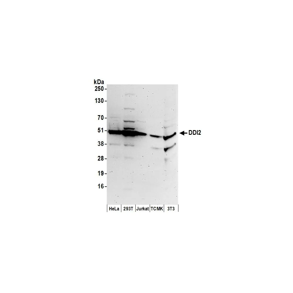 Rabbit anti-DDI2 Antibody, Affinity Purified