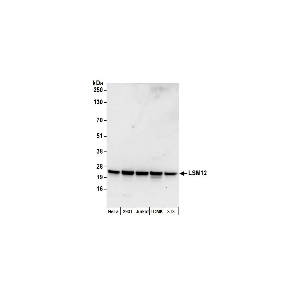 Rabbit anti-LSM12 Antibody, Affinity Purified