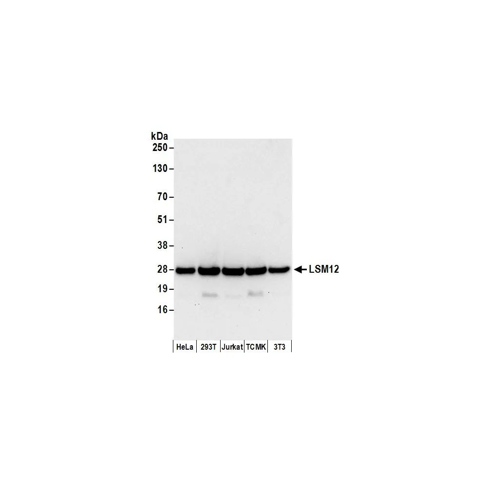 Rabbit anti-LSM12 Antibody, Affinity Purified