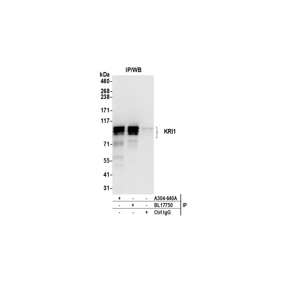 Rabbit anti-KRI1 Antibody, Affinity Purified