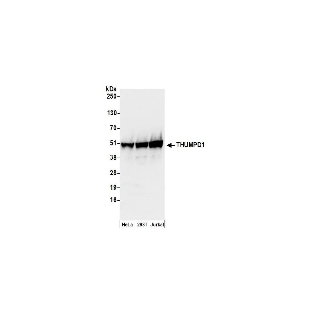 Rabbit anti-THUMPD1 Antibody, Affinity Purified