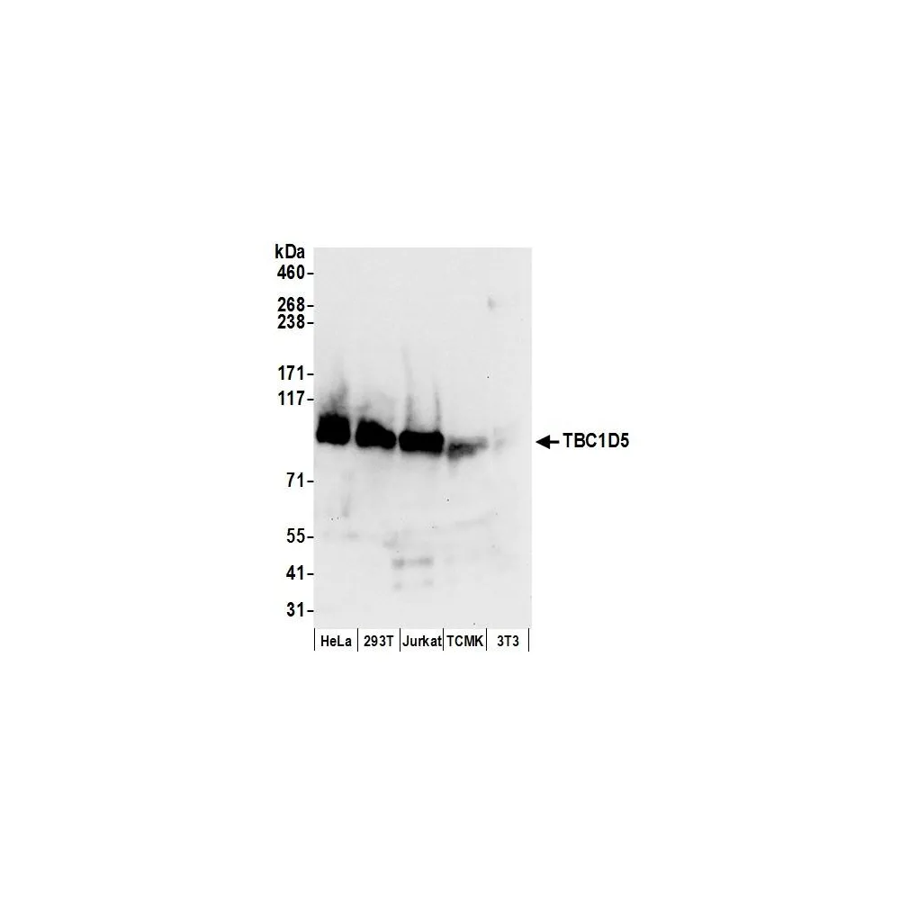 Rabbit anti-TBC1D5 Antibody, Affinity Purified