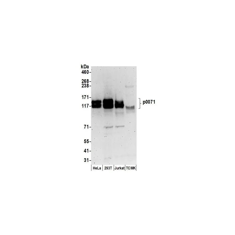 Rabbit anti-p0071 Antibody, Affinity Purified