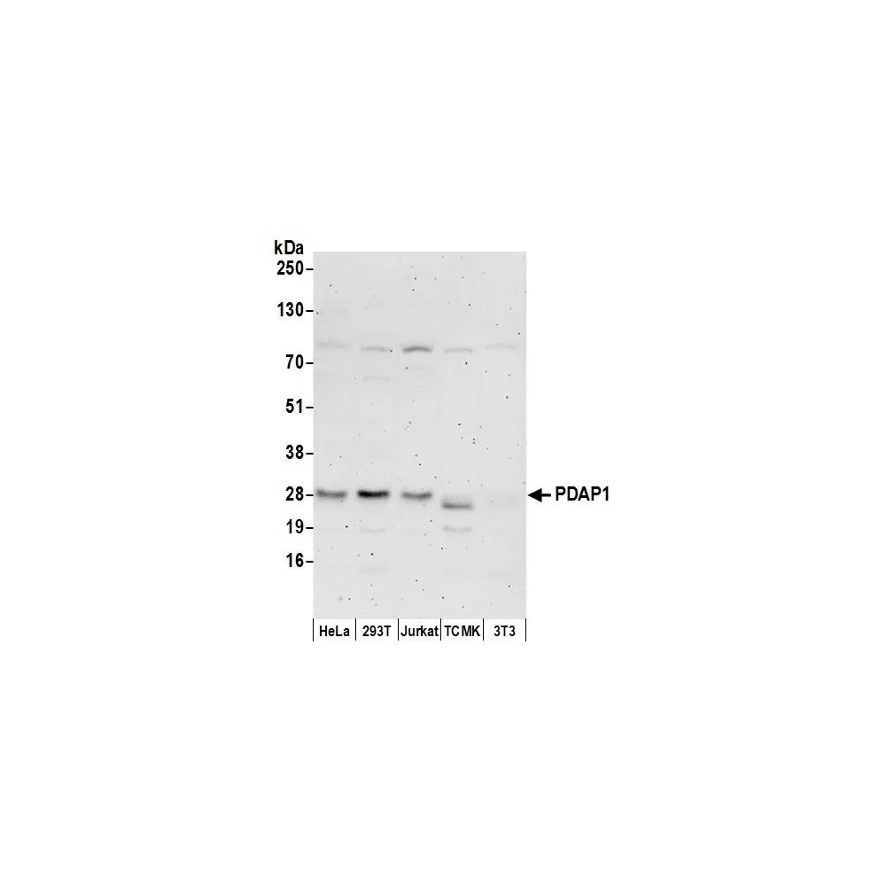 Rabbit anti-PDAP1 Antibody, Affinity Purified
