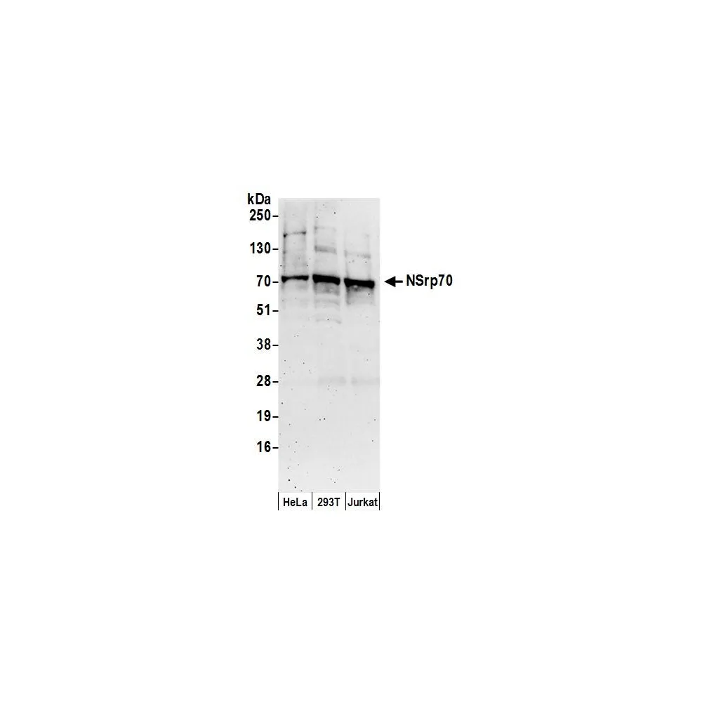 Rabbit anti-NSrp70 Antibody, Affinity Purified