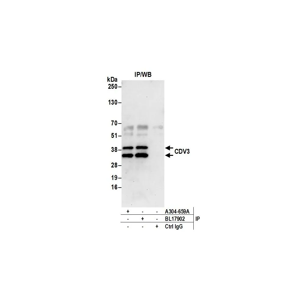 Rabbit anti-CDV3 Antibody, Affinity Purified