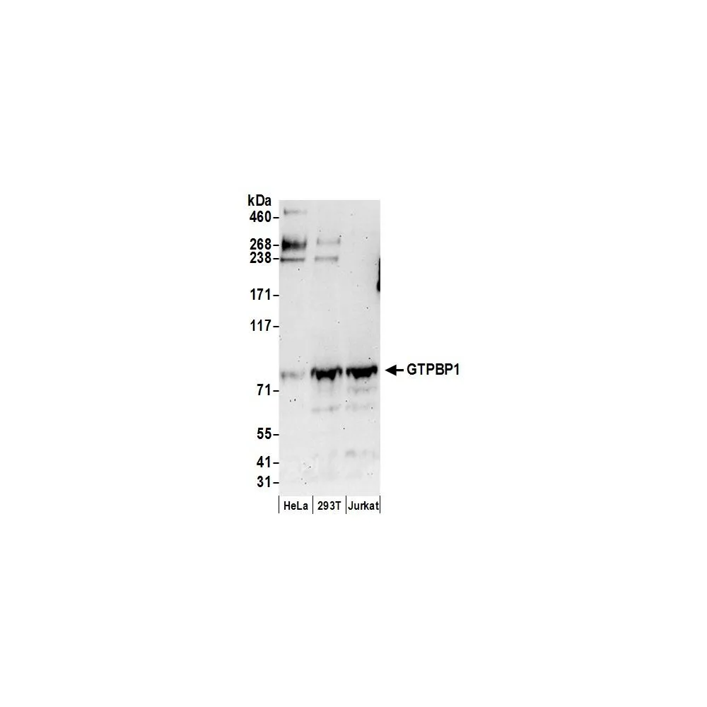 Rabbit anti-GTPBP1 Antibody, Affinity Purified