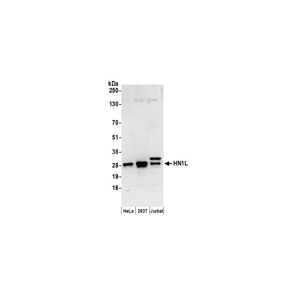 Rabbit anti-HN1L Antibody, Affinity Purified