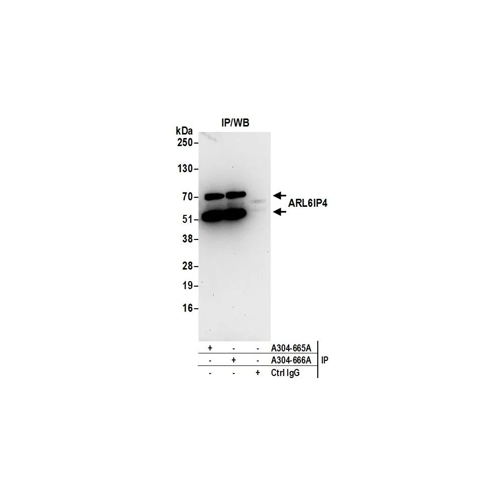 Rabbit anti-ARL6IP4 Antibody, Affinity Purified