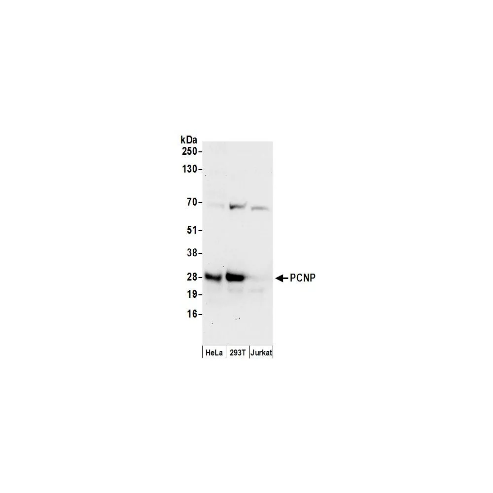 Rabbit anti-PCNP Antibody, Affinity Purified