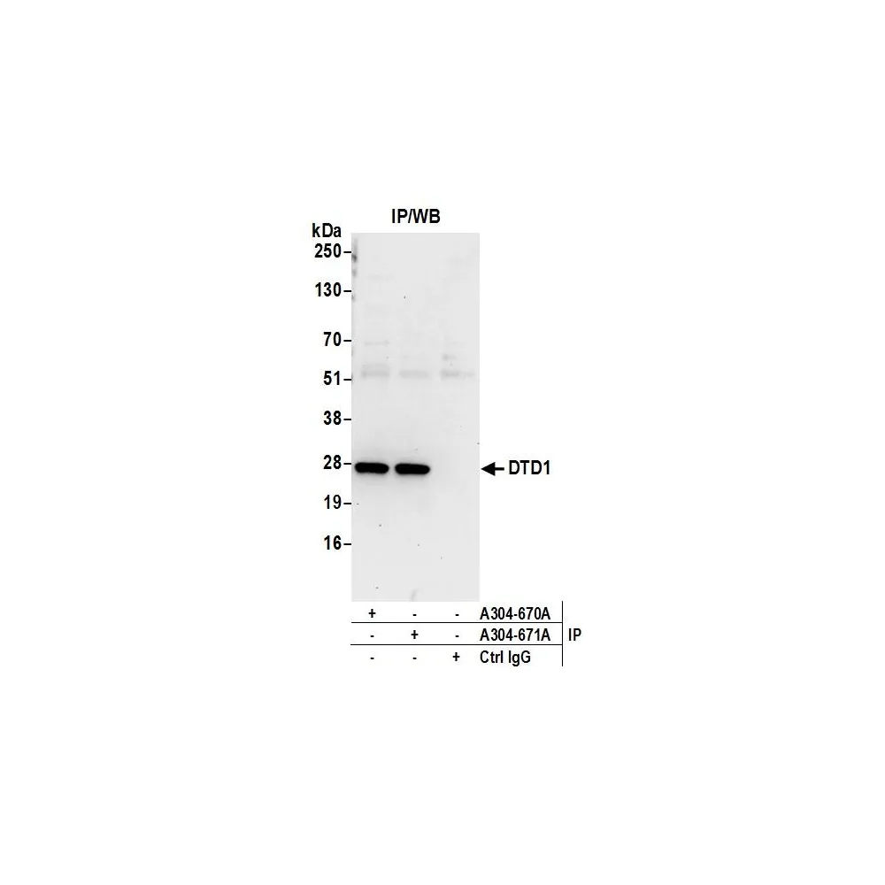 Rabbit anti-DTD1 Antibody, Affinity Purified