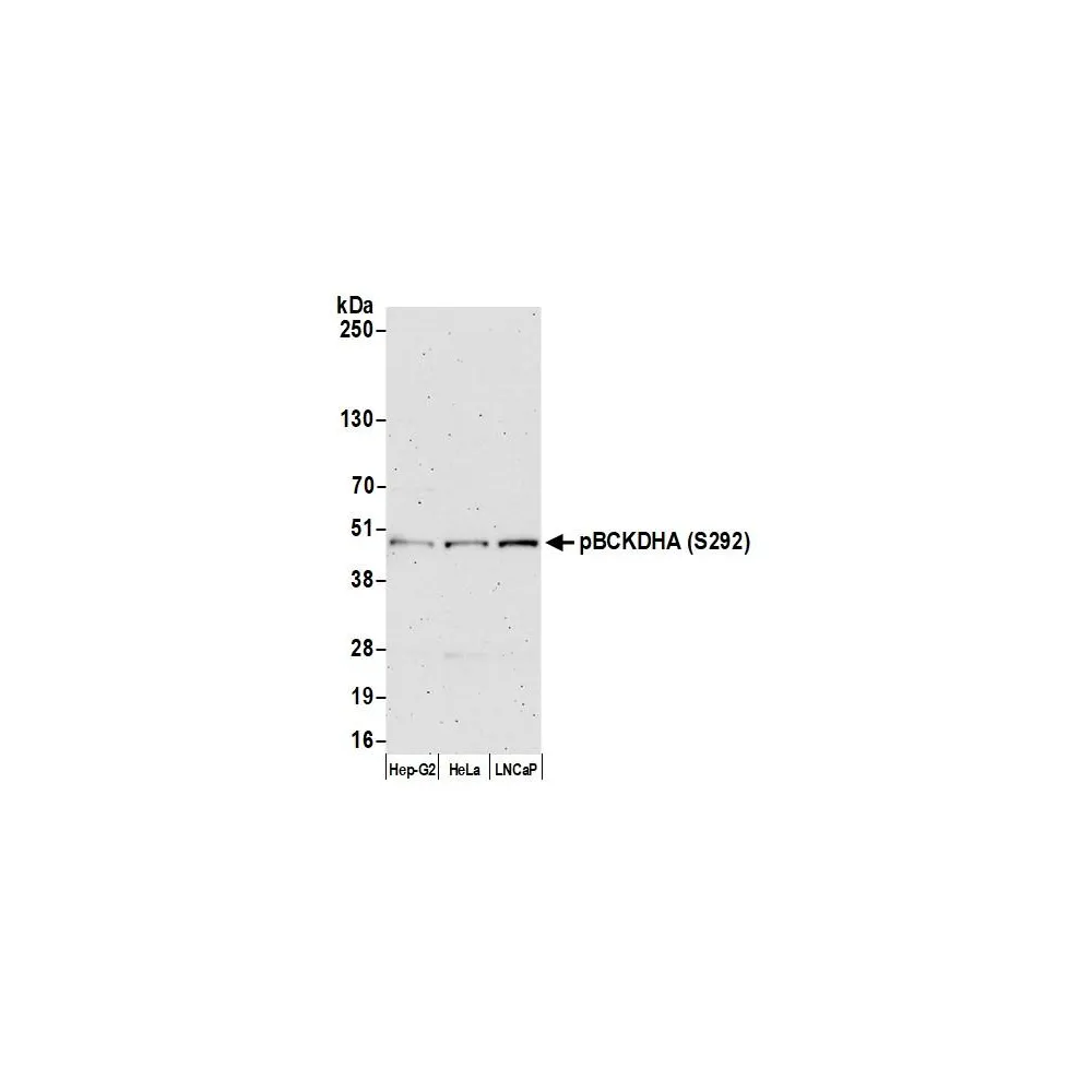 Rabbit anti-BCKDHA, Phospho (S292) Antibody, Affinity Purified