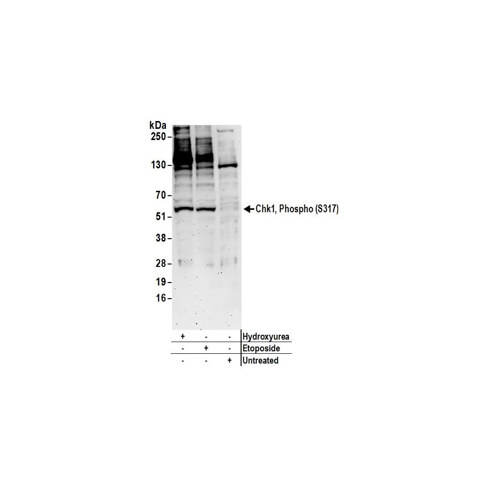 Rabbit anti-Phospho Chk1 (S317) Antibody, Affinity Purified