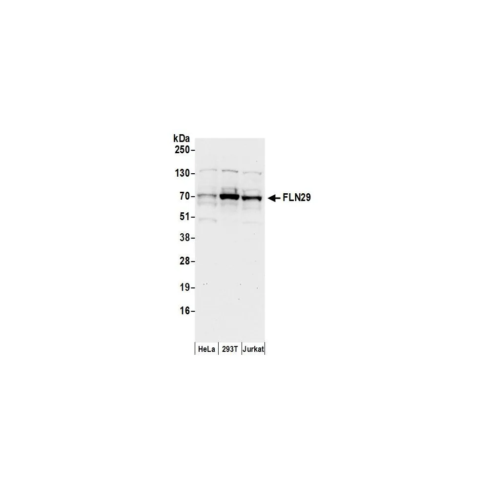 Rabbit anti-FLN29 Antibody, Affinity Purified