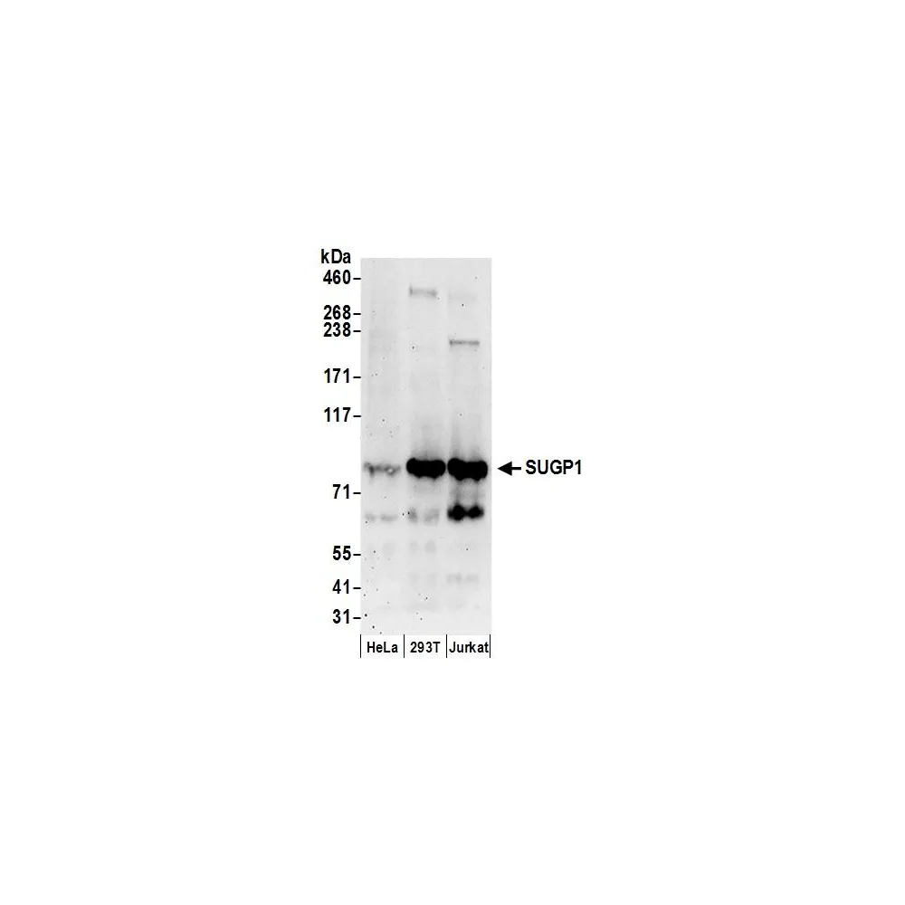 Rabbit anti-SUGP1 Antibody, Affinity Purified