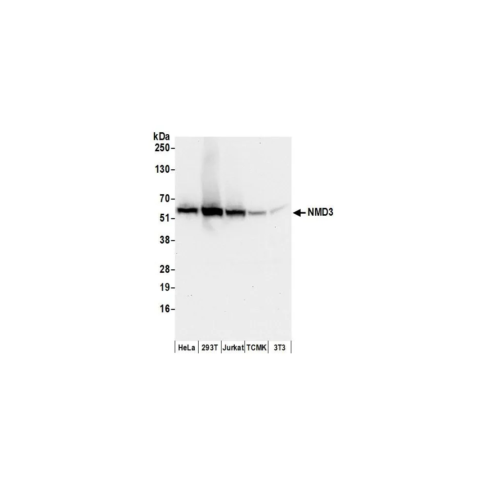 Rabbit anti-NMD3 Antibody, Affinity Purified