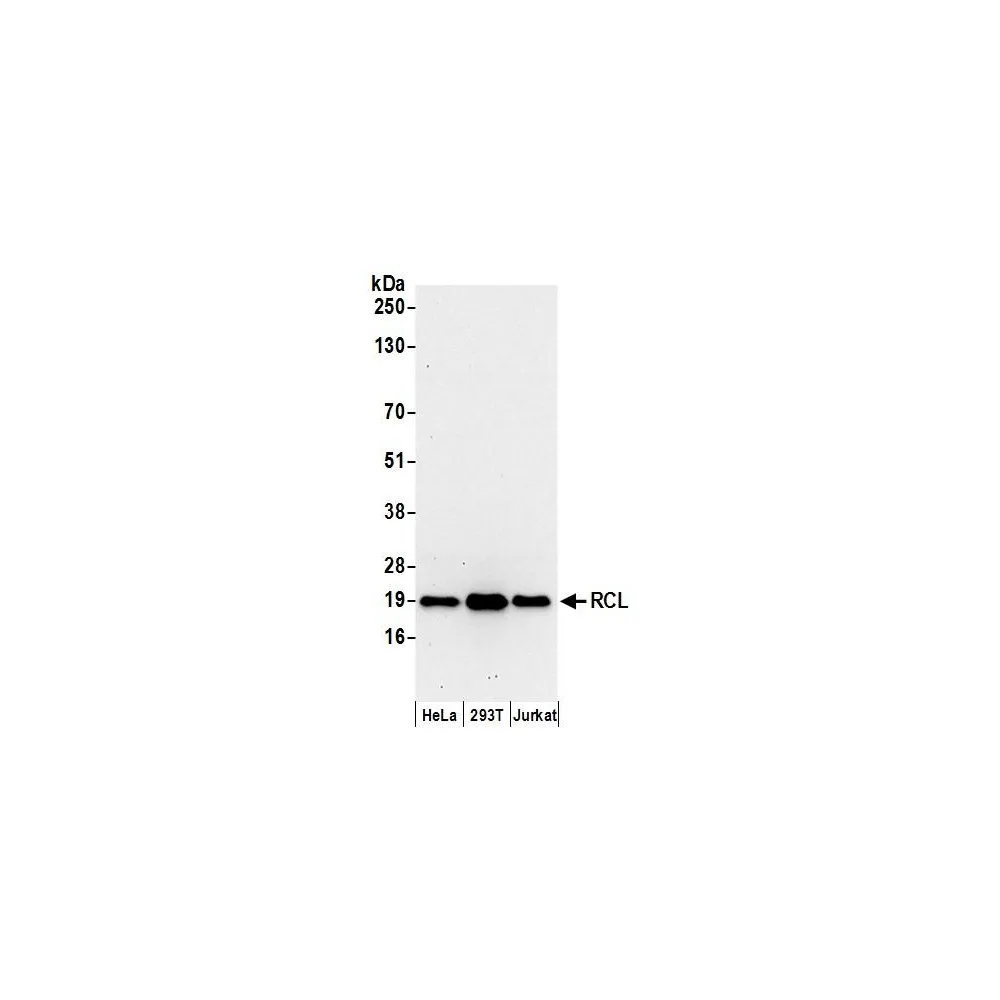 Rabbit anti-RCL Antibody, Affinity Purified