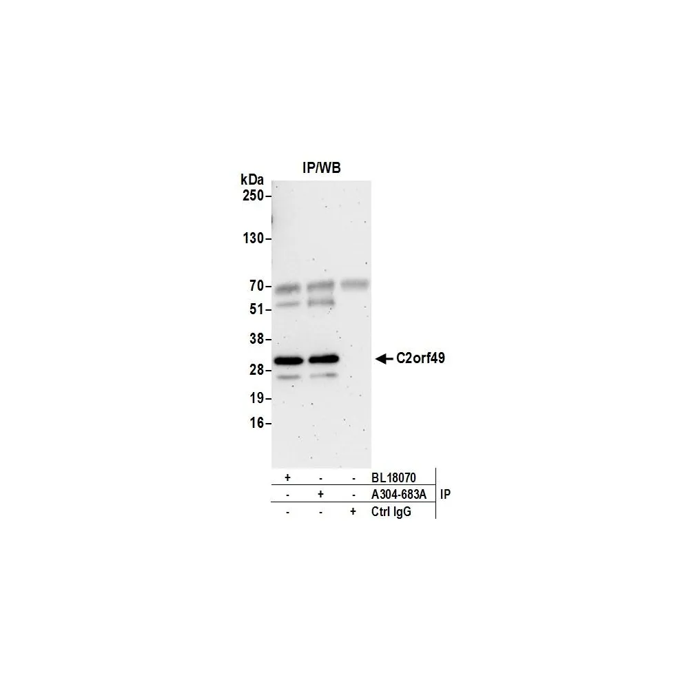 Rabbit anti-C2orf49 Antibody, Affinity Purified