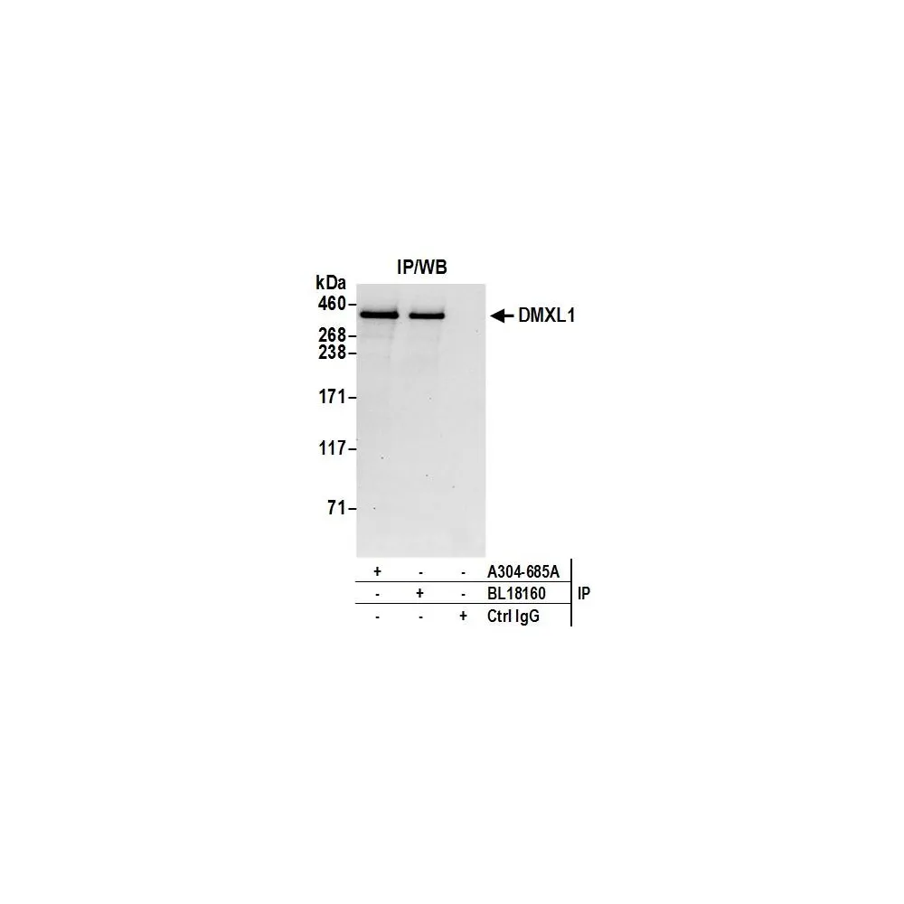 Rabbit anti-DMXL1 Antibody, Affinity Purified