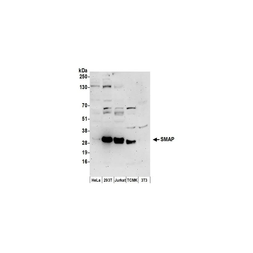 Rabbit anti-SMAP Antibody, Affinity Purified