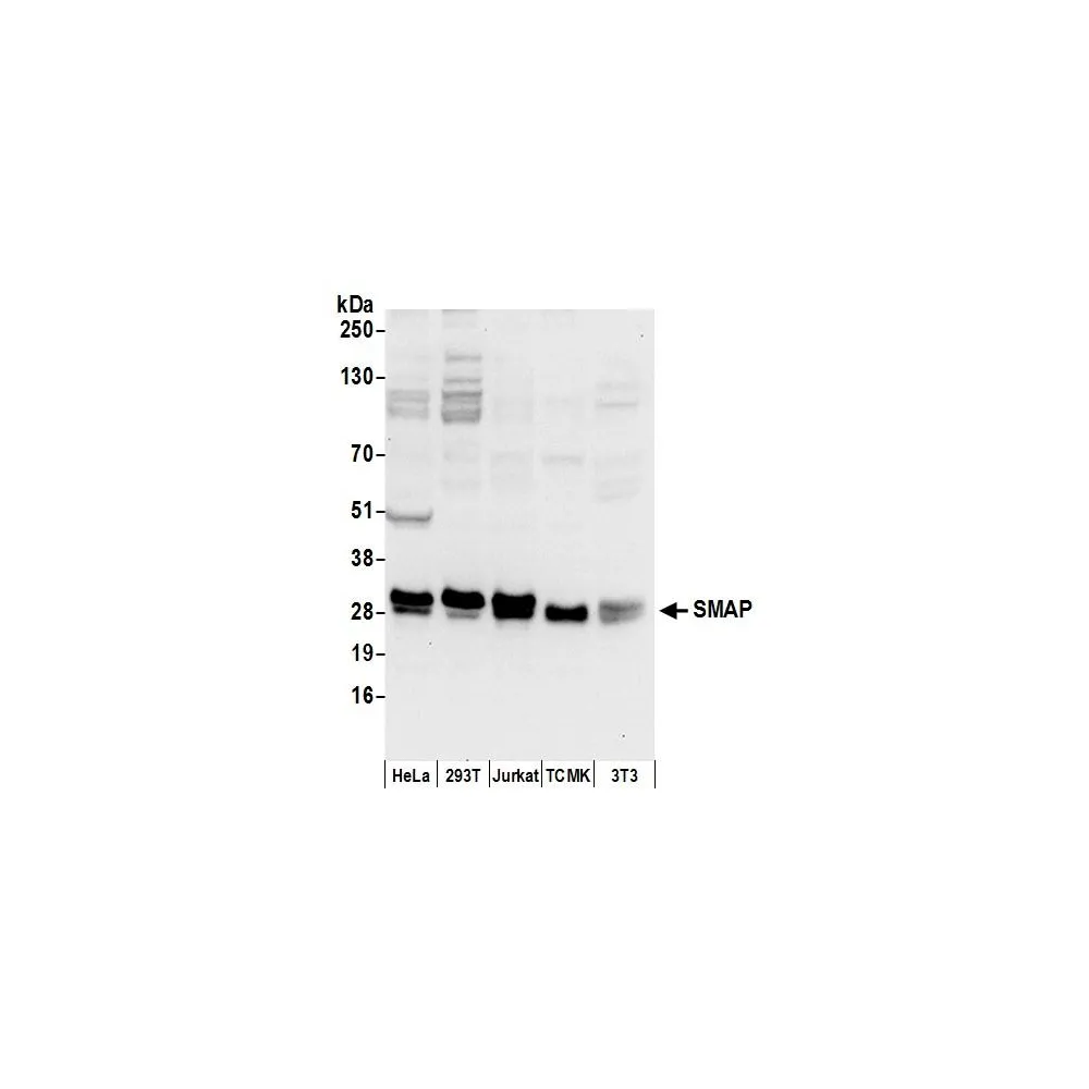 Rabbit anti-SMAP Antibody, Affinity Purified